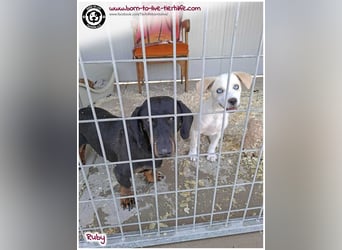 Welpenmädchen Ruby sucht ein Zuhause