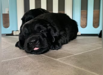 Flatcoated Retriever Welpen - noch ein Rüde sucht ein zuhause!