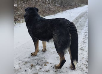 Rosie ein Engel auf Erden