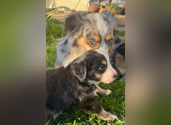 Miniature Australian Shepherd Welpen m. Papieren