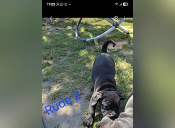 Presa Canario x Cane Corso 