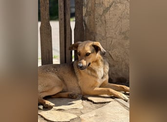Alex - Freundlicher Jungspund sucht liebevolles Zuhause