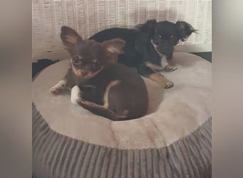 Chihuahua langhaar Welpen aus Top Aufzucht schoko und Black