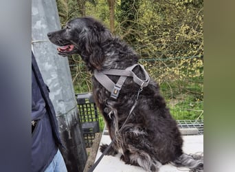 Blue - ruhiger, freundlicher Traumsetter