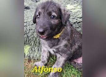 Irish Wolfhound Welpen