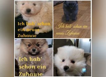 zuckersüße Pomeranianwelpen