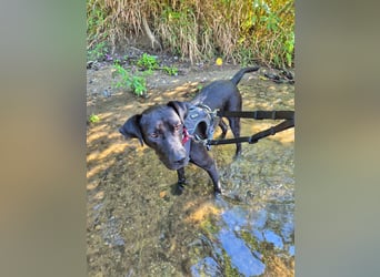 Lucignolo: der beste Freund für deinen Hund