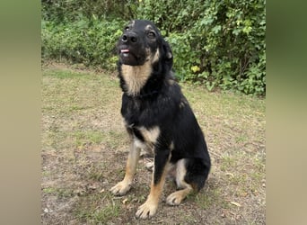 Val der allerliebste