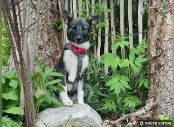 Jilly, liebenswertes Welpenmädchen, PS 94078 Freyung