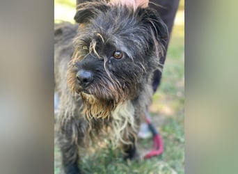 Foxi LM - Zarter Hundejunge mit großem Herz sucht Vertrauen