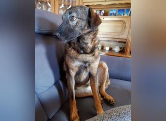 Saga ❤️ wartet in 88161 Lindenberg