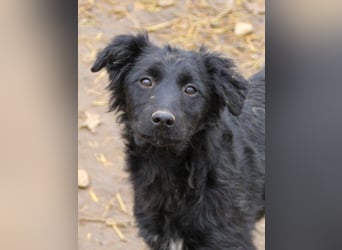 Schnuckelige DAYA hat das Potential zum Herzenshund