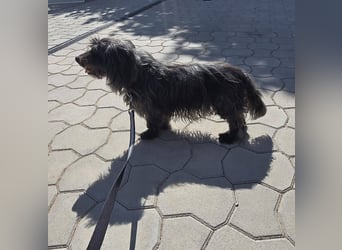 Senior Lenny sucht Zuhause oder Pflegestelle