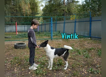 Vintik 08/2021 (RUS) - lebensfroher, intelligenter und sportlicher Rüde!