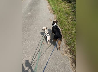 Paula - freundliche, aktive, katzenverträgliche Malteser Mix Hündin / Pflegestelle in Brakel