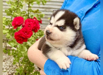 FCI Pedigree Blue Eyed Black & White Siberian Husky Champion Puppy