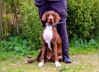 Emilio  - Pointer-Mix, lieb und verträglich