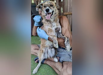 Simba sucht jemanden zum Kuscheln