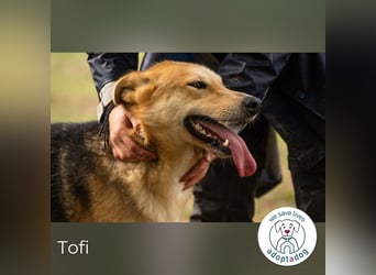 Tofi: der lebensfrohe Kämpfer