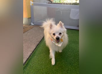 Merlin SR – Fröhlicher Spitz-Rüde sucht neues Zuhause