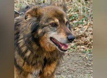 Arlo ist ein bezaubernder, älterer Rüde