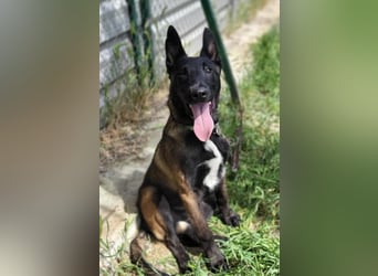 Churro, darf nicht im Tierheim groß werden