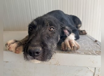 Calliope: sie hat soviel Liebe zu geben