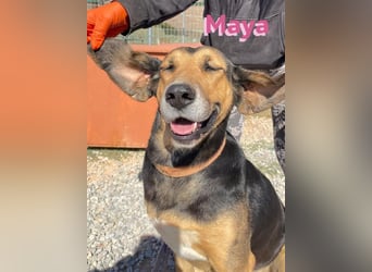 Maya, 07/20 - Traumhündin sucht Zuhause