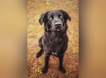 Kaukase-Hovawart Mix sucht neues Zuhause