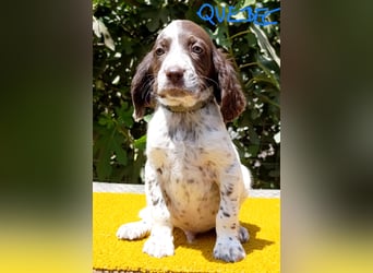 English setter Welpen (3 Rüden, 2 Hündinnen)