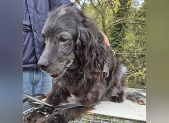 Blue - ruhiger, freundlicher Traumsetter