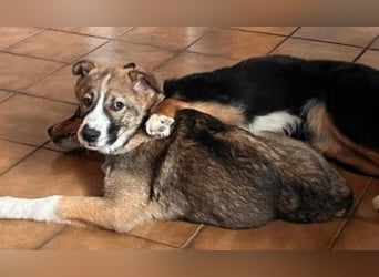 Sonnenschein Valentin sucht seine Familie
