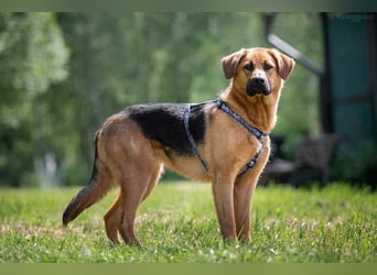 Atives Zuhause für Misha gesucht
