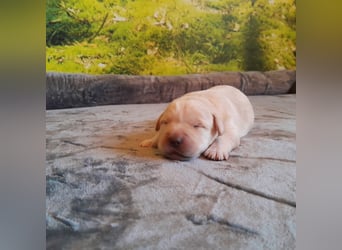 Reinrassige Labradorwelpen