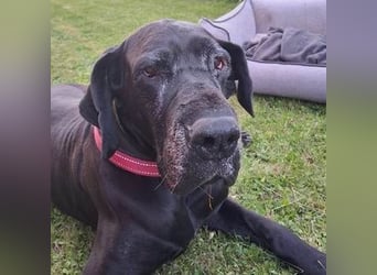 Bella, Dogge