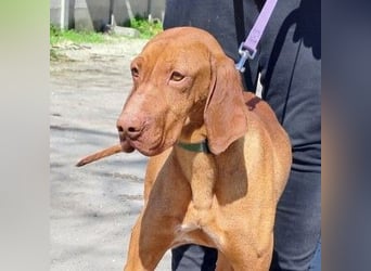 VIZSLA-RÜDE MISI SUCHT ZUHAUSE