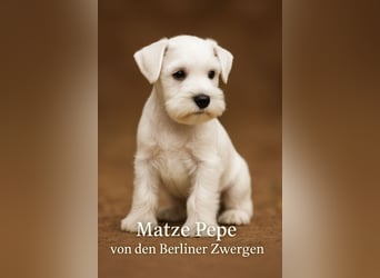 Welpen weiß Zwergschnauzer Rüde