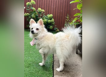 Emma SR – Kleine Hündin sucht liebevolles Zuhause
