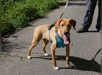 Emma - ein Schatz auf vier Pfoten