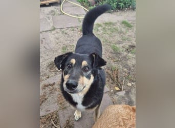 Simba, Kurzhaarcollie Mischling
