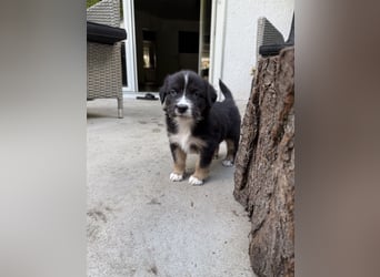 Mini Australien Shepherd Welpen suchen Traumzuhause