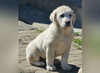 Mittelasiatischer Schäferhund mit stammbaum