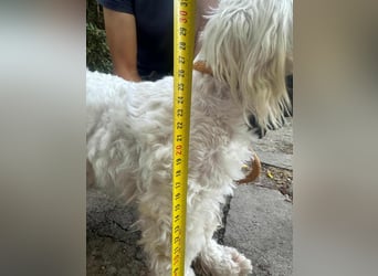 Casper, geboren 06.12.2023, 24cm sucht seine Menschen