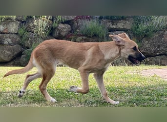 Kiara wünscht sich ein eigenes Körbchen