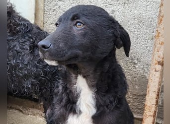 Jane ❤️ neugieres, liebes Hundemädchen