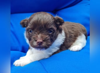 Bezaubernde Welpen aus Bolonka Zwetna und Pomeranian (Zwergspitz)