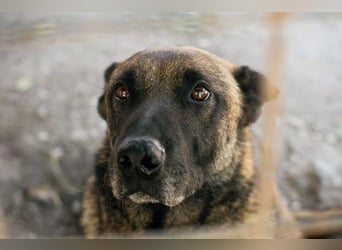 Leon: Malinois-Fans aufgepasst!