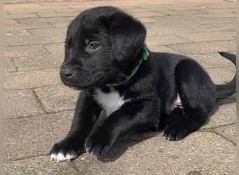 Labrador Mix Welpen