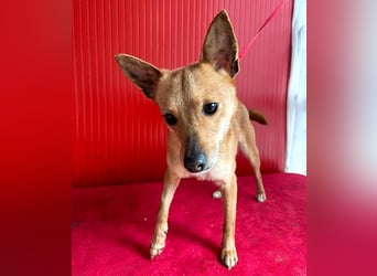 ❤️ zarte kleine SZANDY - 4 Jahre, 32cm/4,2kg - Zwergpinscher-Mix