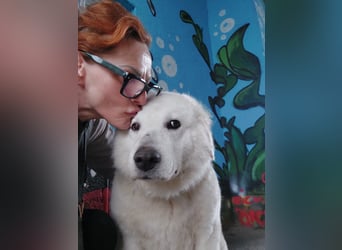 Suzy, menschenbezogener Kuvasz / Golden Retriever MIschling geb. 2022